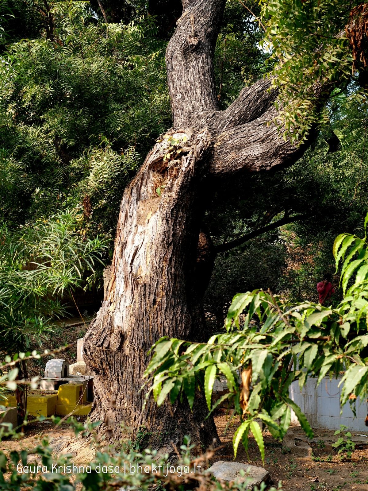 5 radhas garden varshana 2019 12 10